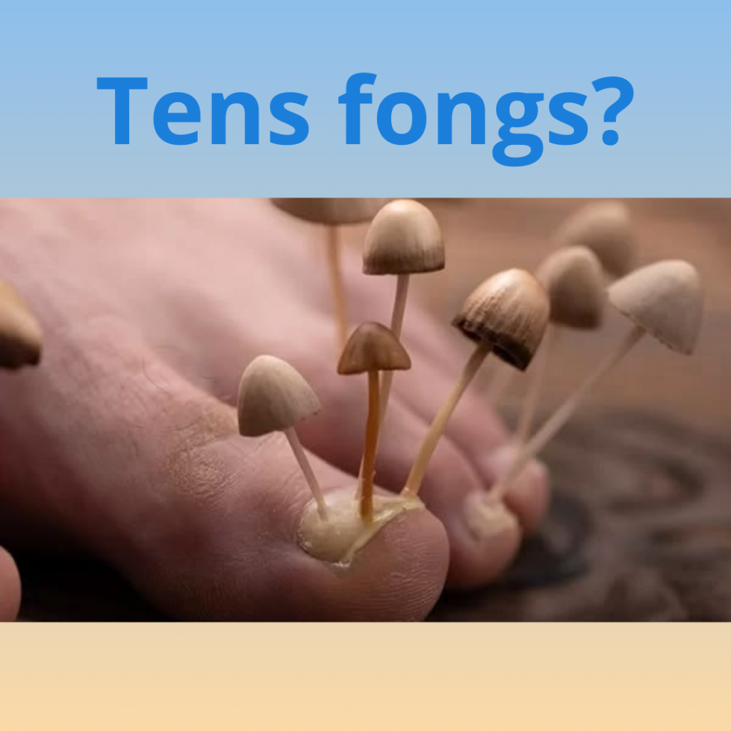 Fongs als peus Sant Pol de mar